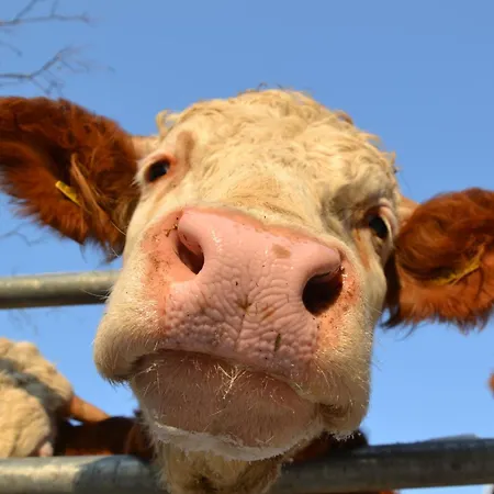 Appartamento Kerschbaumergut