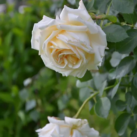 Appartamento Kerschbaumergut Grossgmain