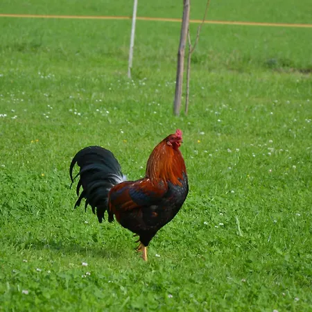 Kerschbaumergut