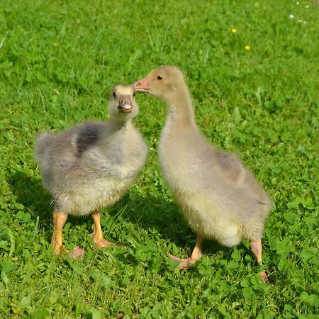 Kerschbaumergut Lägenhet Grossgmain