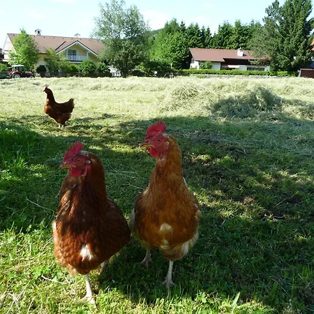 Apartment Kerschbaumergut *