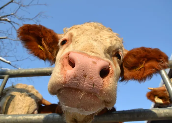 Lägenhet Kerschbaumergut