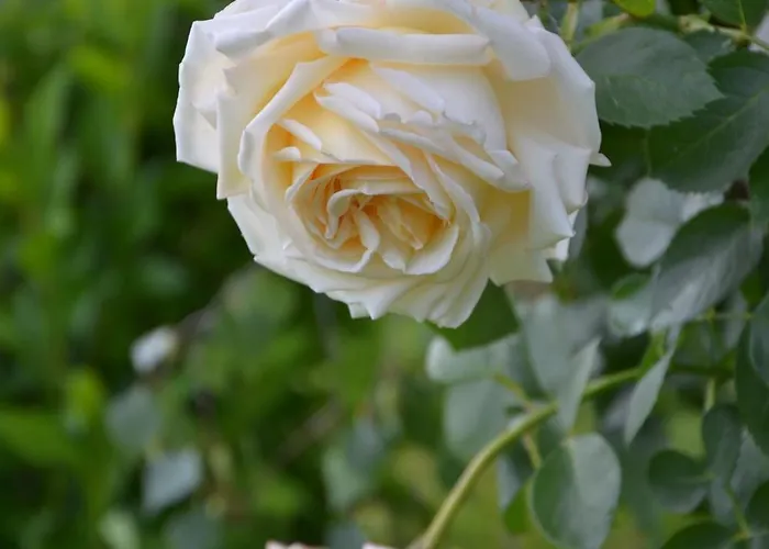 Lägenhet Kerschbaumergut Grossgmain