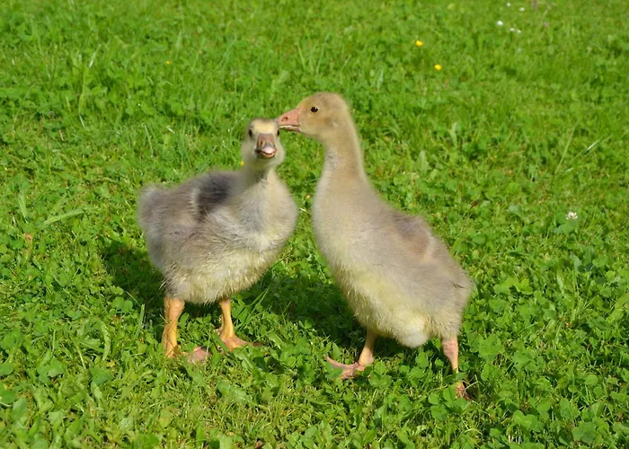 Kerschbaumergut アパート グロースグマイン