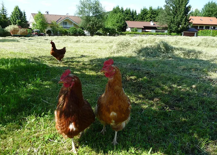 アパート Kerschbaumergut *